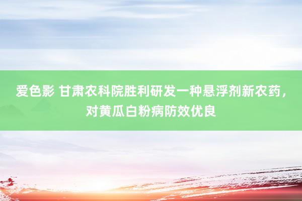 爱色影 甘肃农科院胜利研发一种悬浮剂新农药，对黄瓜白粉病防效优良